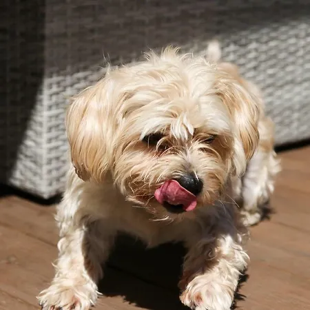 Alpesi faház Grossglockner
